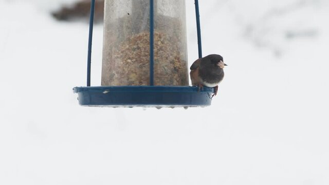  Sparrows and dark-eyed juncos on the feeder during strong snowfall