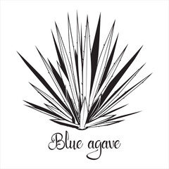 Tequila agave black silhouette. Vector illustration isolated on white background. Blue agave succulent plant stencil