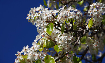 White blooming evergreen pear blossom tree under deep blue sky