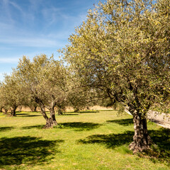 Obraz premium olive grove
