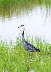 Black-headed heron, Ardea melanocephala in Ngorongoro Crater floor, Tanzania