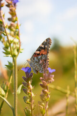 Close-up view of a beautiful Butterfly Drawn by Lady (Vanessa Cardui, Family: Nymphalids) on a blue flower in a meadow in the wild.