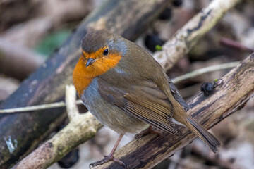 Robin sitting on a tree branch