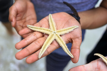 Close up of a live starfish in hand of Asian man at a beach in Pari Island, Indonesia.