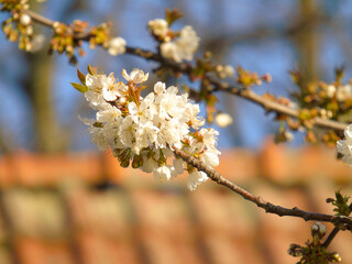 Genova, Italy - February 24, 2021: Beautiful caption of the cherry tree and other different fruit plants with first amzing spring flowers in the village and an incredible blue sky in the background. 