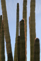 Organ Pipe Cactus, (Stenocereus thuberi), Organ Pipe Cactus National Monument, Arizona, USA