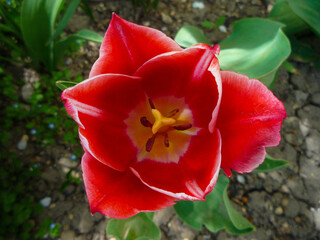 Obraz premium red tulip in the garden