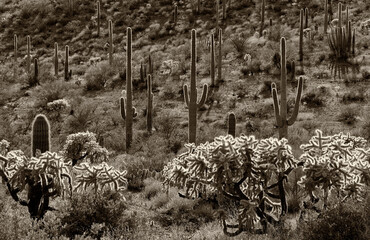 Saguaro Cactus (Carnegiea gigantean) and Chain Fruit Cholla (Opuntia fulgida), Organ Pipe Cactus...