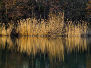 Landscape at lake, dry reeds symmetrically reflected in water
