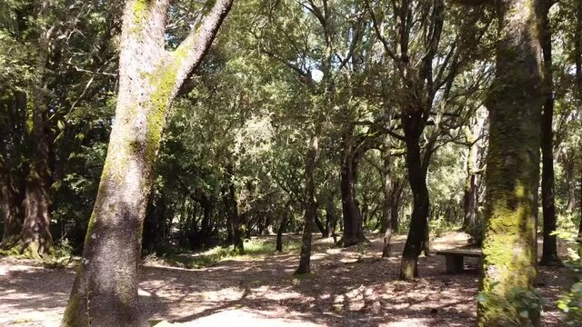 Into the wood