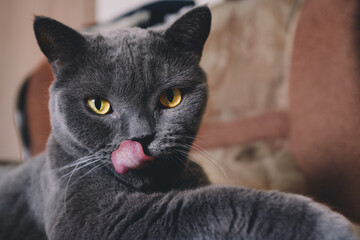 British thoroughbred cat licks its lips. Happy cat licks its lips.