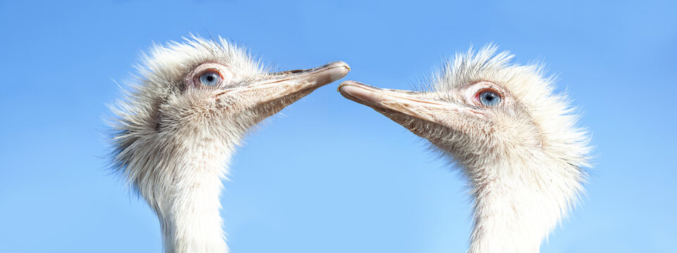 Best friends. Two white rheas are kissing with clear blue sky background, white large ratites Animal head. native to South America, related to the ostrich and emu. close up 