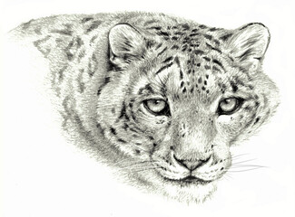 Pencil sketch - Isolated snow leopard on white background