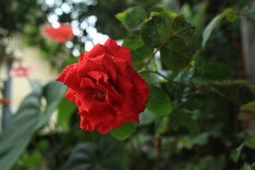 red rose in the garden
