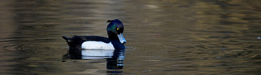 Reiherente - Männchen // Tufted duck - male (Aythya fuligula)