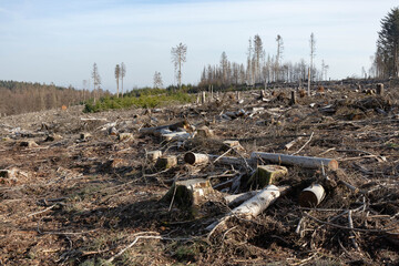 Kahlschlag clear cutting