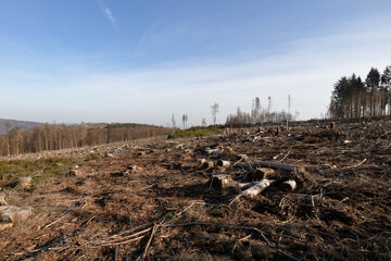 Kahlschlag clear cutting 2