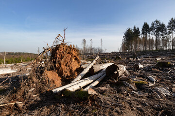 Umgestürzter Baum 2