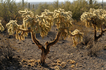 Chain Fruit Cholla (Opuntia fulgida), Organ Pipe Cactus National Monument, Arizona, USA