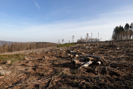 Kahlschlag clear cutting 2