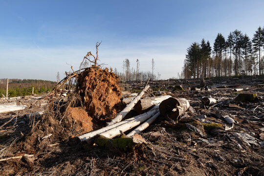 Umgest&uuml;rzter Baum 2