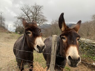 Fototapeta na wymiar Donkeys Corsica France