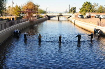 Workers herd white amur fish in water canal for maintenance