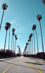 Palm tree-lined street with blue sky in Southern California. © TomWindeknecht
