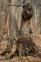 Barren trees in the winter