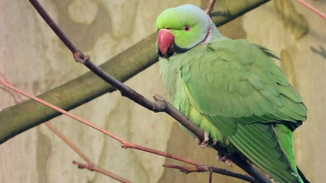 Halsbandsittich&nbsp;(Psittacula krameri) in Wiesbaden im Schlosspark Biebrich