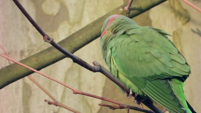 Halsbandsittich&nbsp;(Psittacula krameri) in Wiesbaden im Schlosspark Biebrich