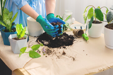 Woman gardener hand replanting or transplanting home plants sansevieria. Concept of spring time, potted green plants at home, home jungle and garden, garden room gardening. Taking care of home plant