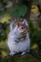 Funny squirrel sitting in the autumn park. Dunfermline, Scotland