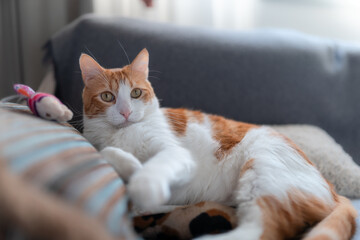 brown and white cat with yellow eyes lying on a pillow  looks at the camera