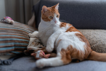 brown and white cat with yellow eyes lying on a pillow 
