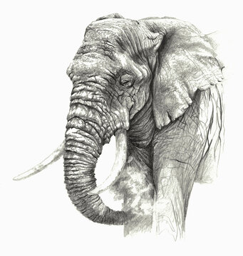 African elephant isolated on white background. Pencil drawing