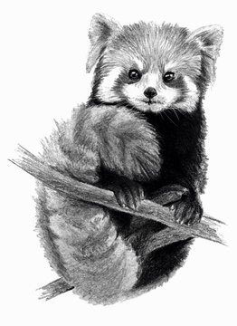 Red Panda isolated on white background. Pencil drawing, monochrome image