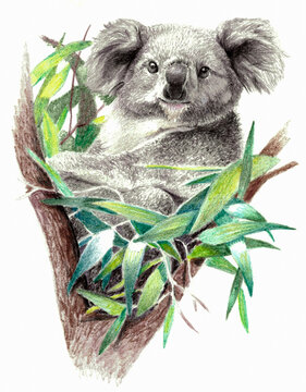Koala bear isolated on white background. Pencil drawing