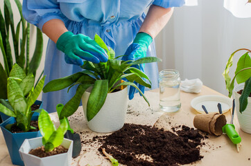 Woman gardener hand replanting or transplanting home plants sansevieria. Concept of spring time,...
