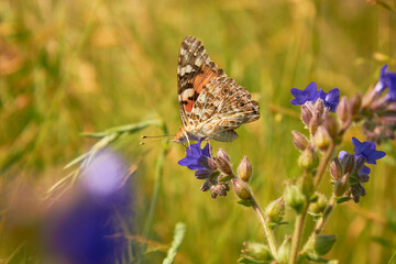 Close-up view of a beautiful Butterfly Drawn by Lady (Vanessa Cardui, Family: Nymphalids) on a blue flower in a meadow in the wild.