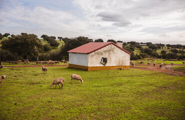 Agriculture and Livestock. Sheep in the field grazing next to a house in Extremadura