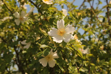 a wild rose plant with white flowers closeup in nature in holland in springtime