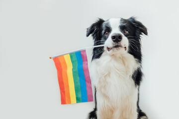Funny cute puppy dog border collie holding LGBT rainbow flag in mouth isolated on white background....