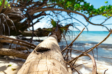 tree against the beach near the ocean