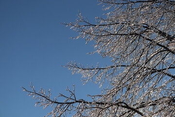 Ice Storm