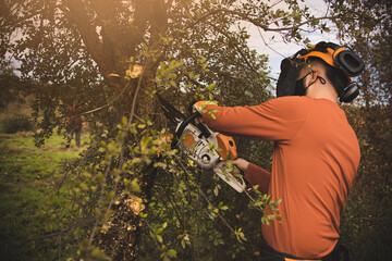 Forestry technician pruning holm oak tree with chainsaw in the field. Forest agent and manager of...