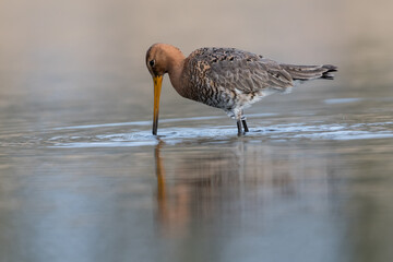Black-tailed godwits (Limosa limosa) standing in shallow water of the wetlands, photo was taken in the Netherlands.