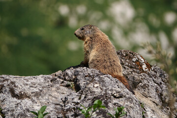 Wachsames Alpenmurmeltier auf einem Felsblock