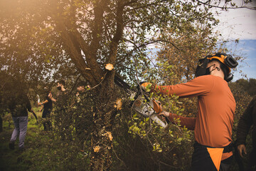 Forestry technician pruning holm oak tree with chainsaw in the field. Forest agent and manager of...