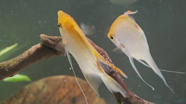 Pair of Gold Pterophyllum Scalare angelfish during breeding season. The female deposits her eggs and the male fertilizes them.